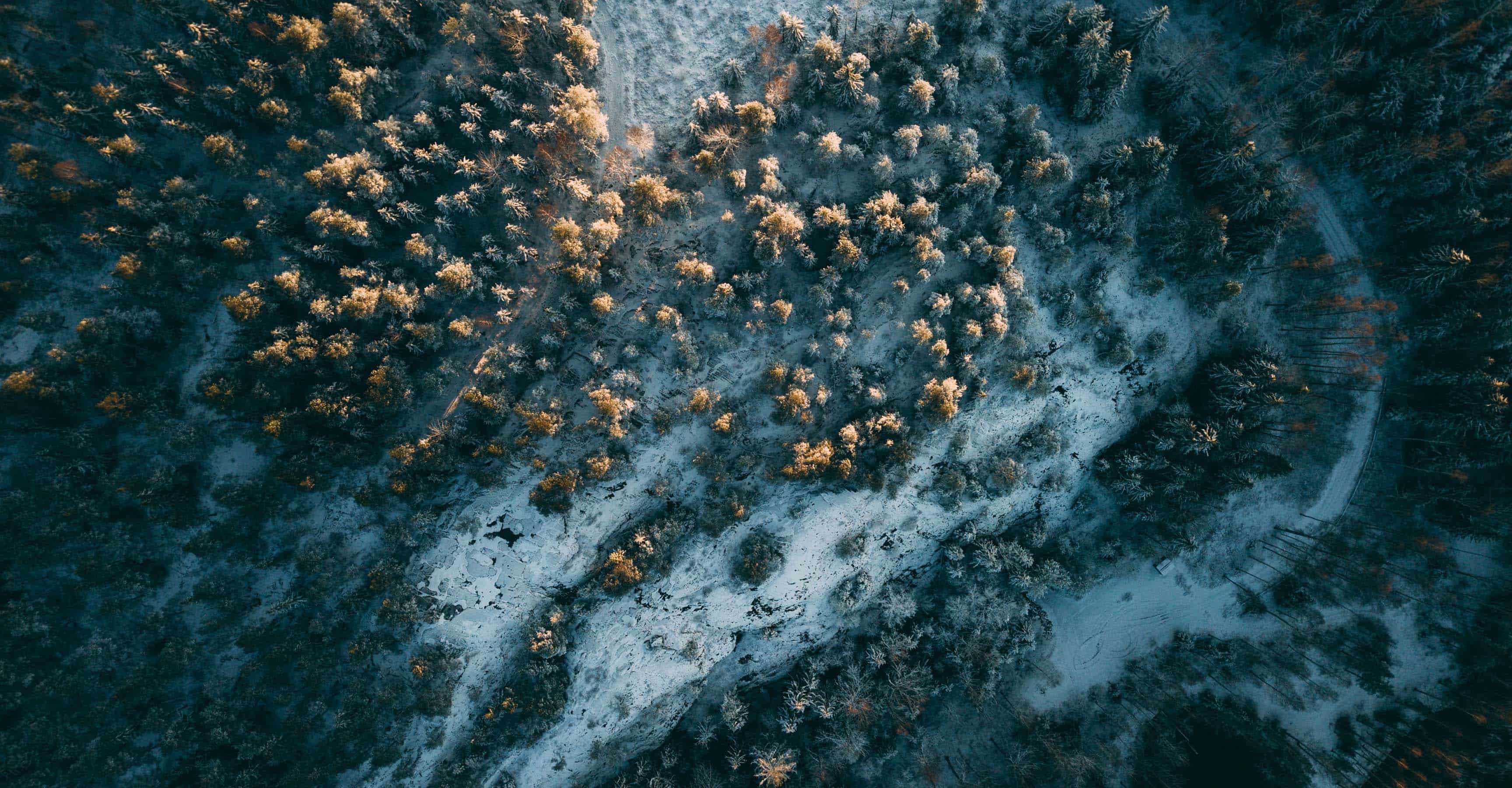 Aerial view of a forest landscape with trees and open natural areas.