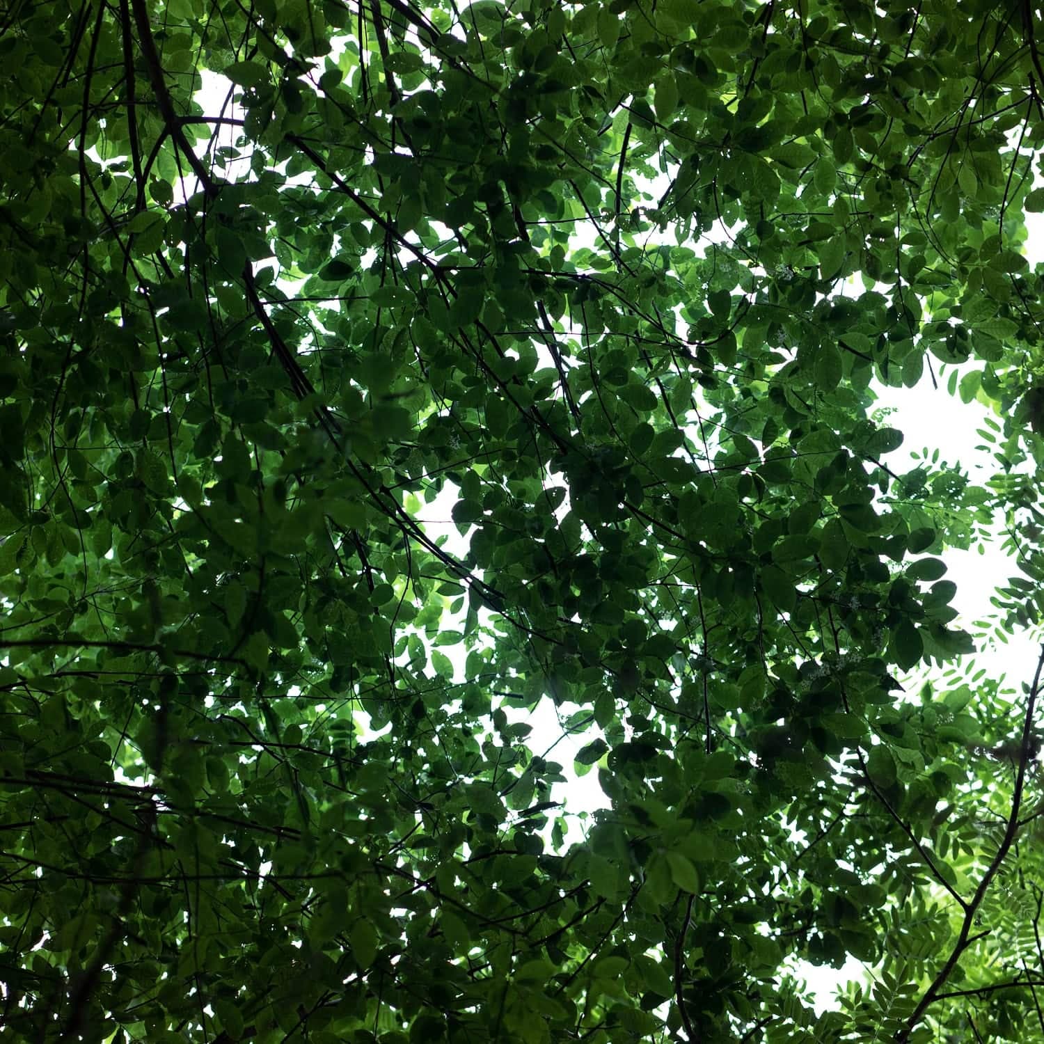 Lush tree canopy viewed from below with light filtering through the leaves.