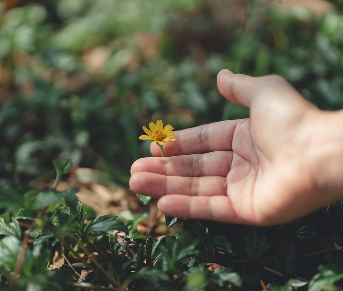 Hand gently reaching towards a small yellow flower in a green natural setting.